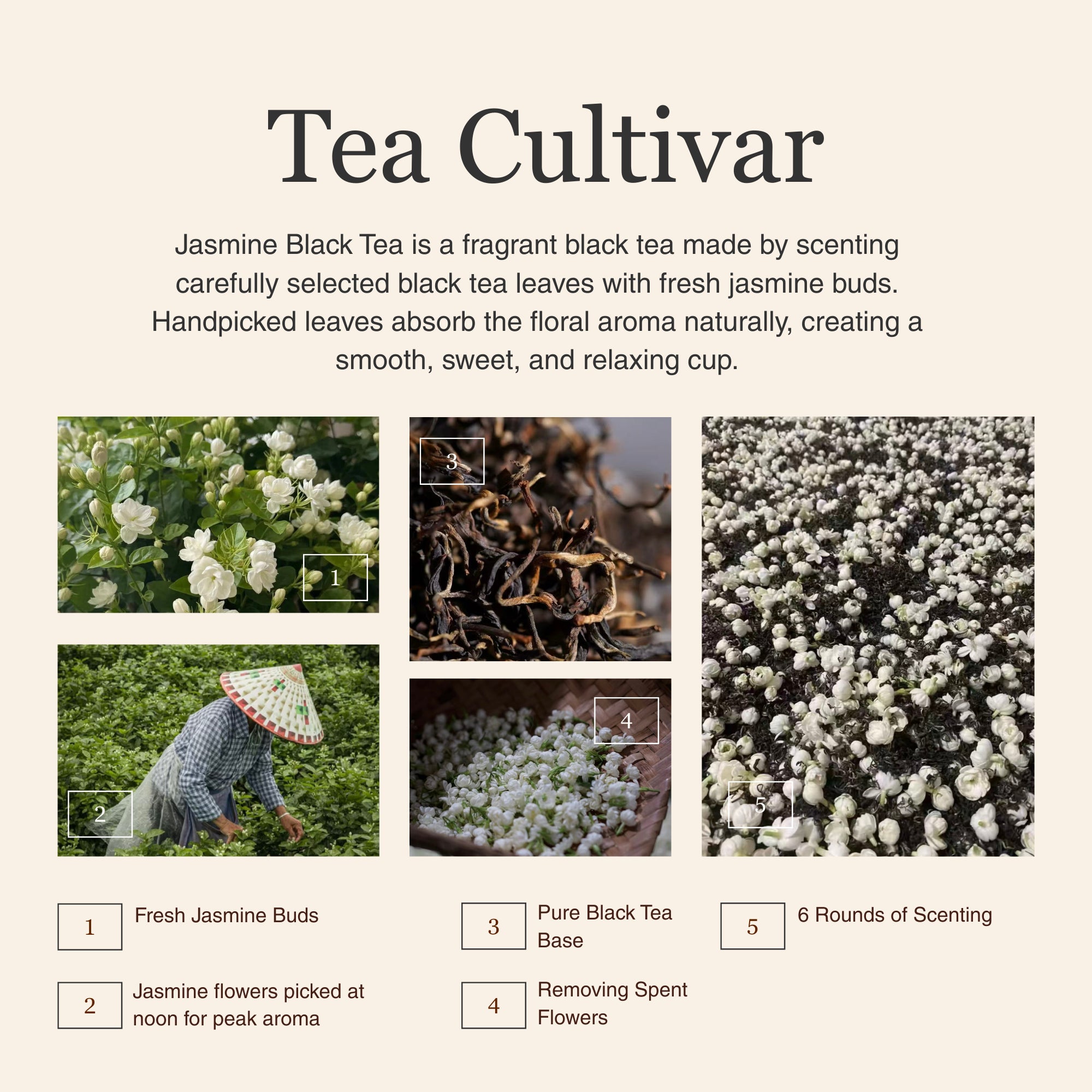 Jasmine Black Tea