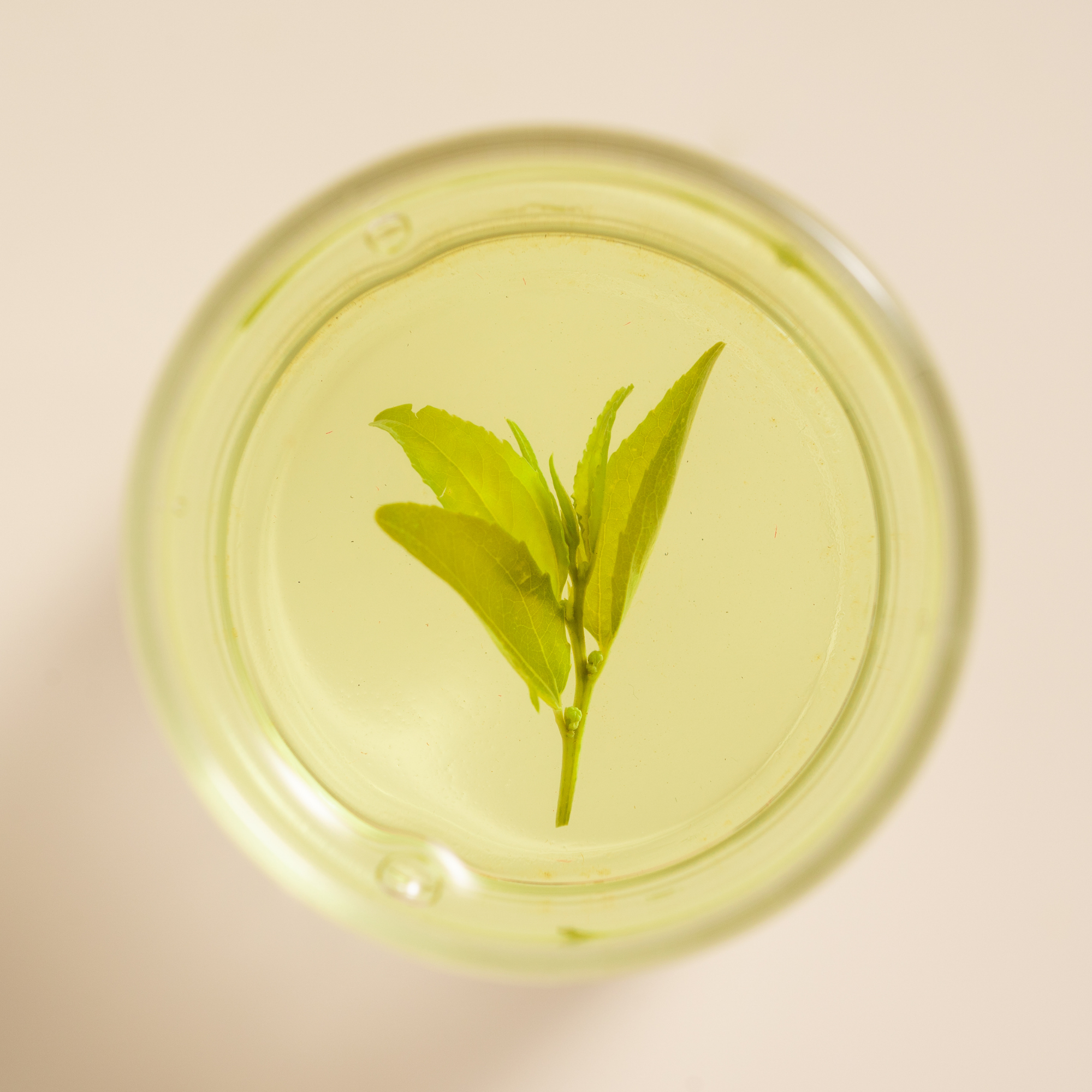 Millennia Wild Jujube Bud Herbal Tea – 4g