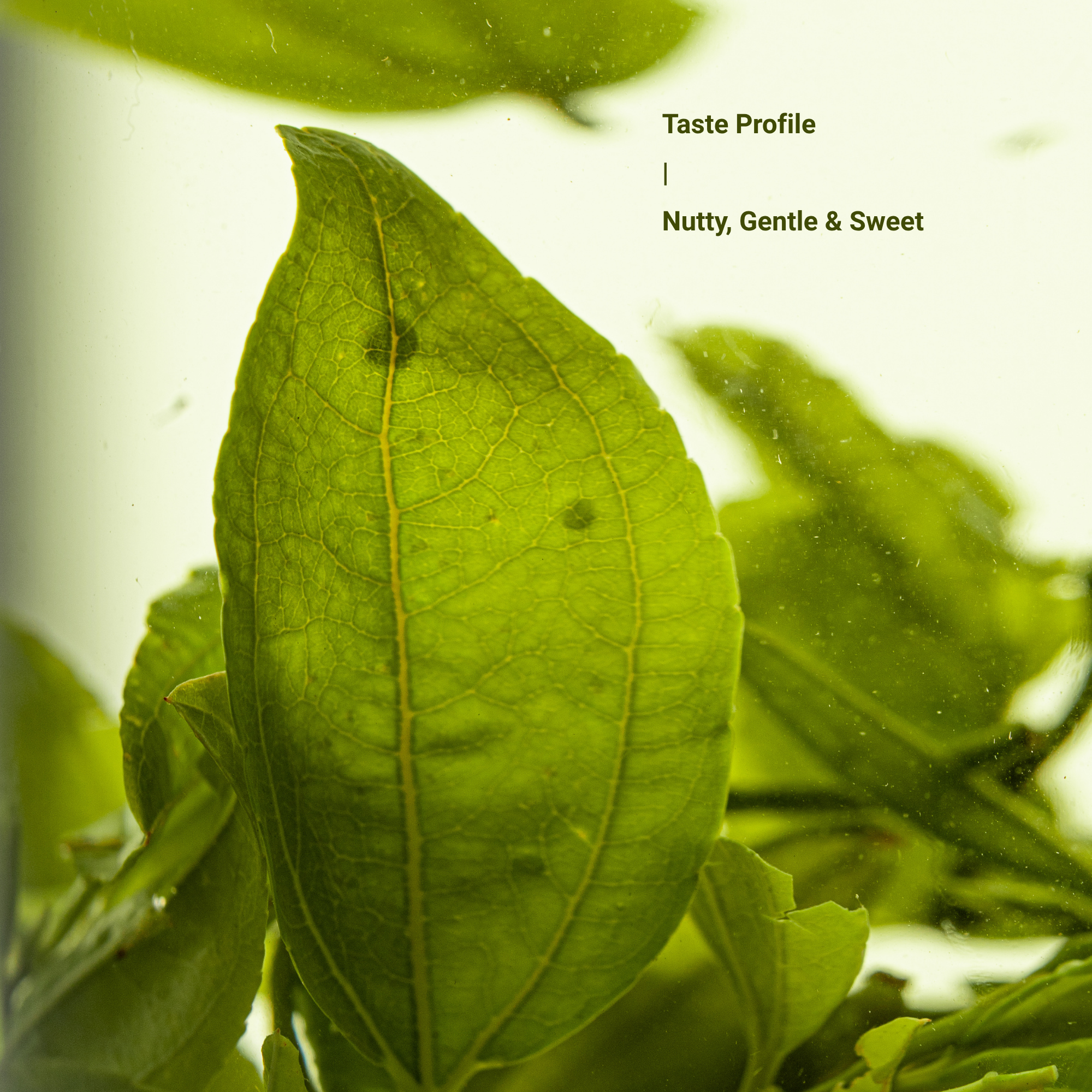 Millennia Wild Jujube Bud Herbal Tea – 4g