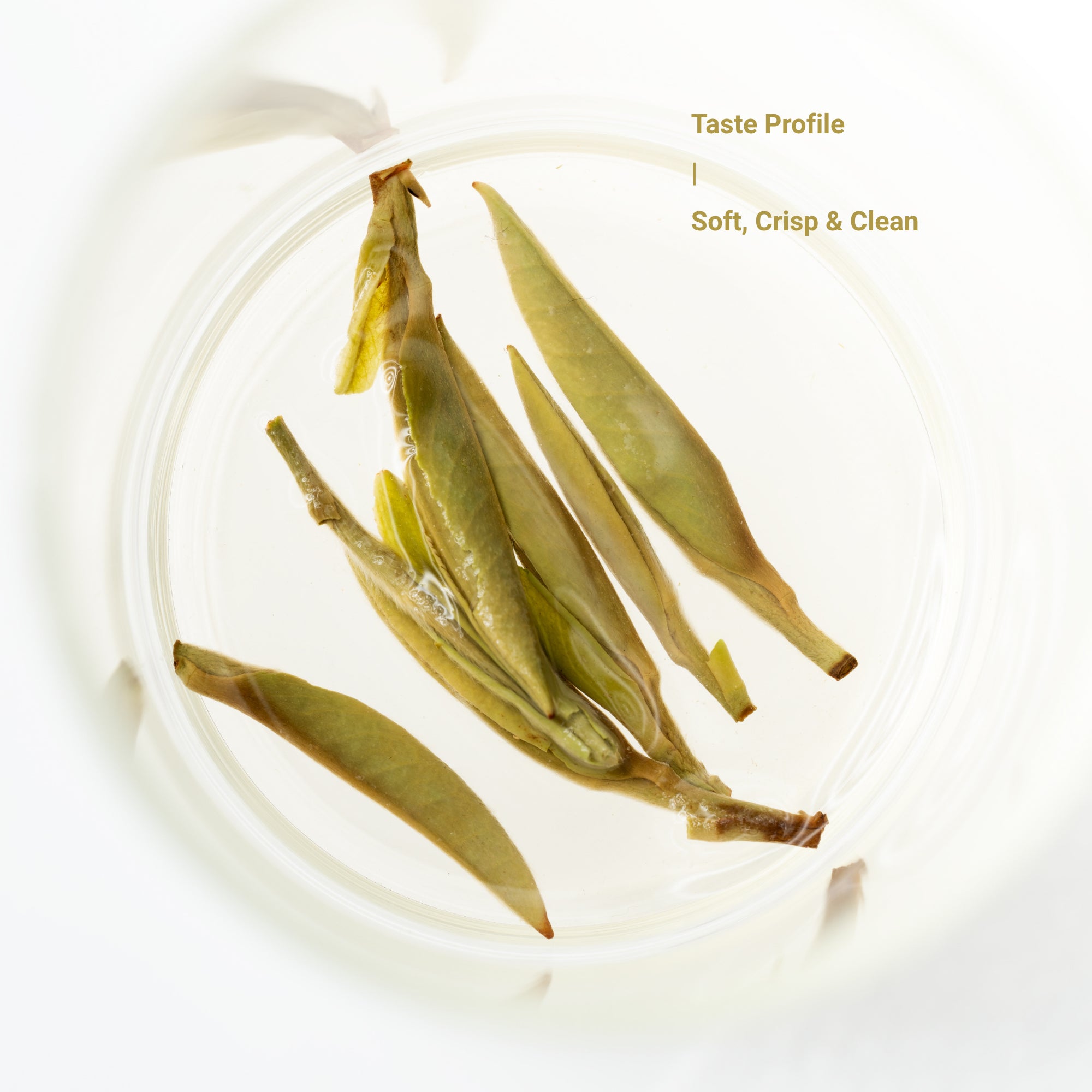Silver Needle White Tea