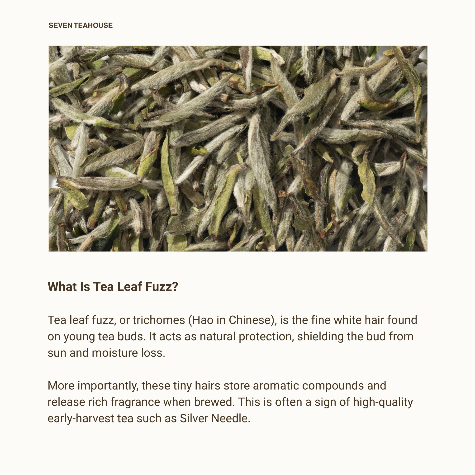 Silver Needle White Tea