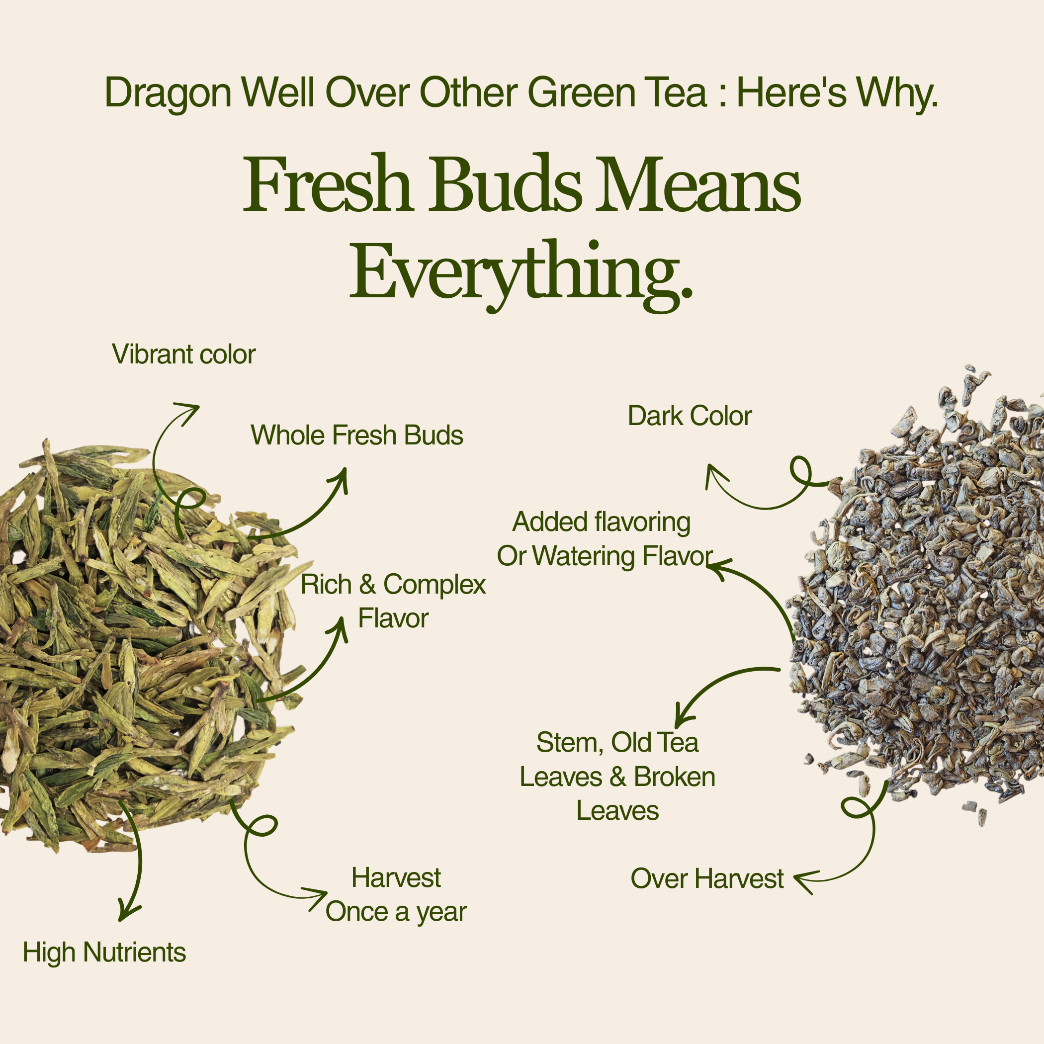 Imperial Dragon Well – Championship Tea Winner