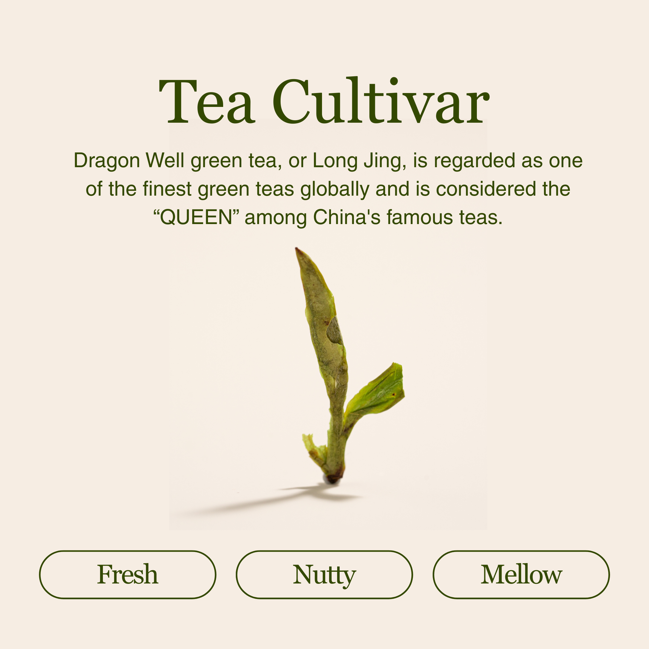 Imperial Dragon Well – Championship Tea Winner