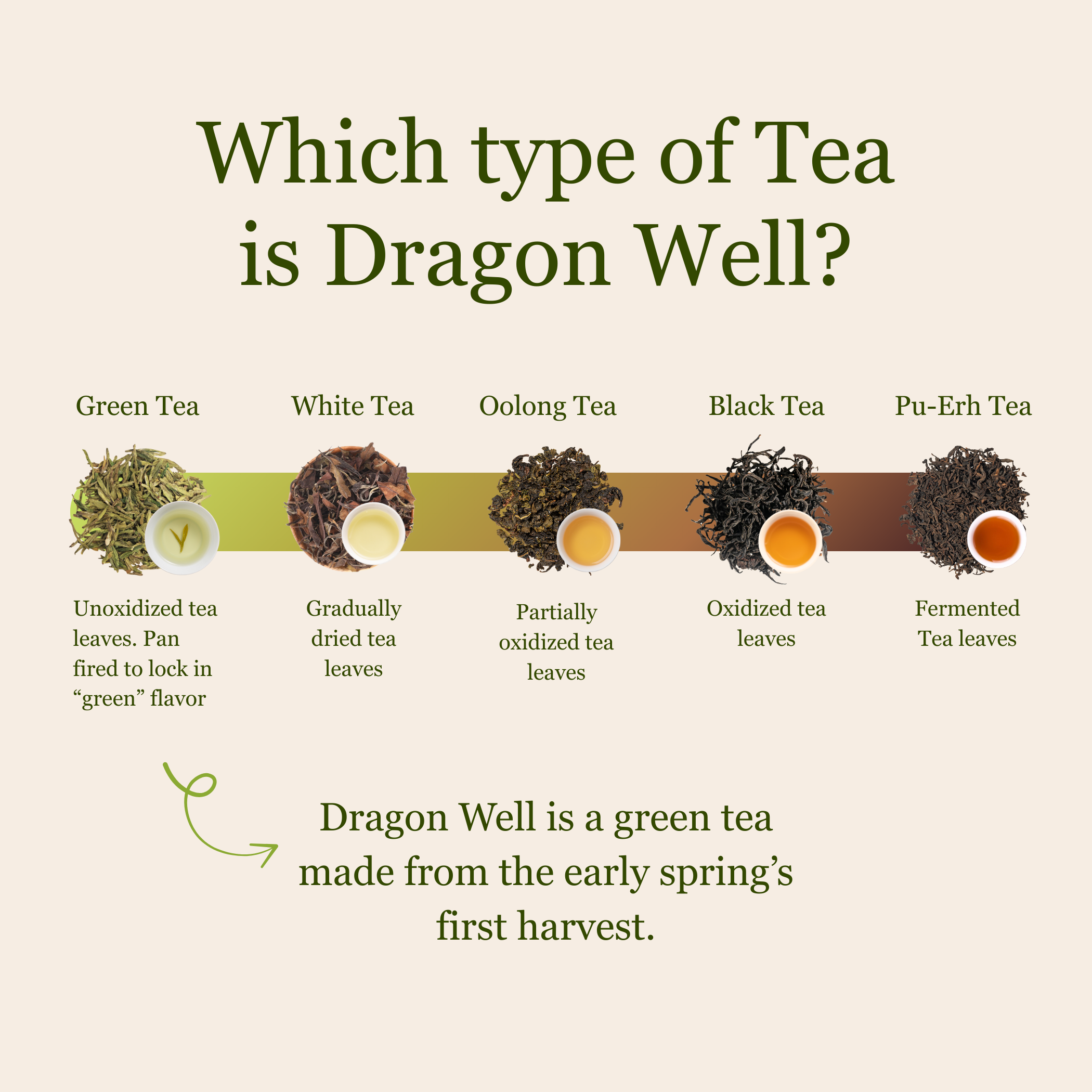 Imperial Dragon Well – Championship Tea Winner