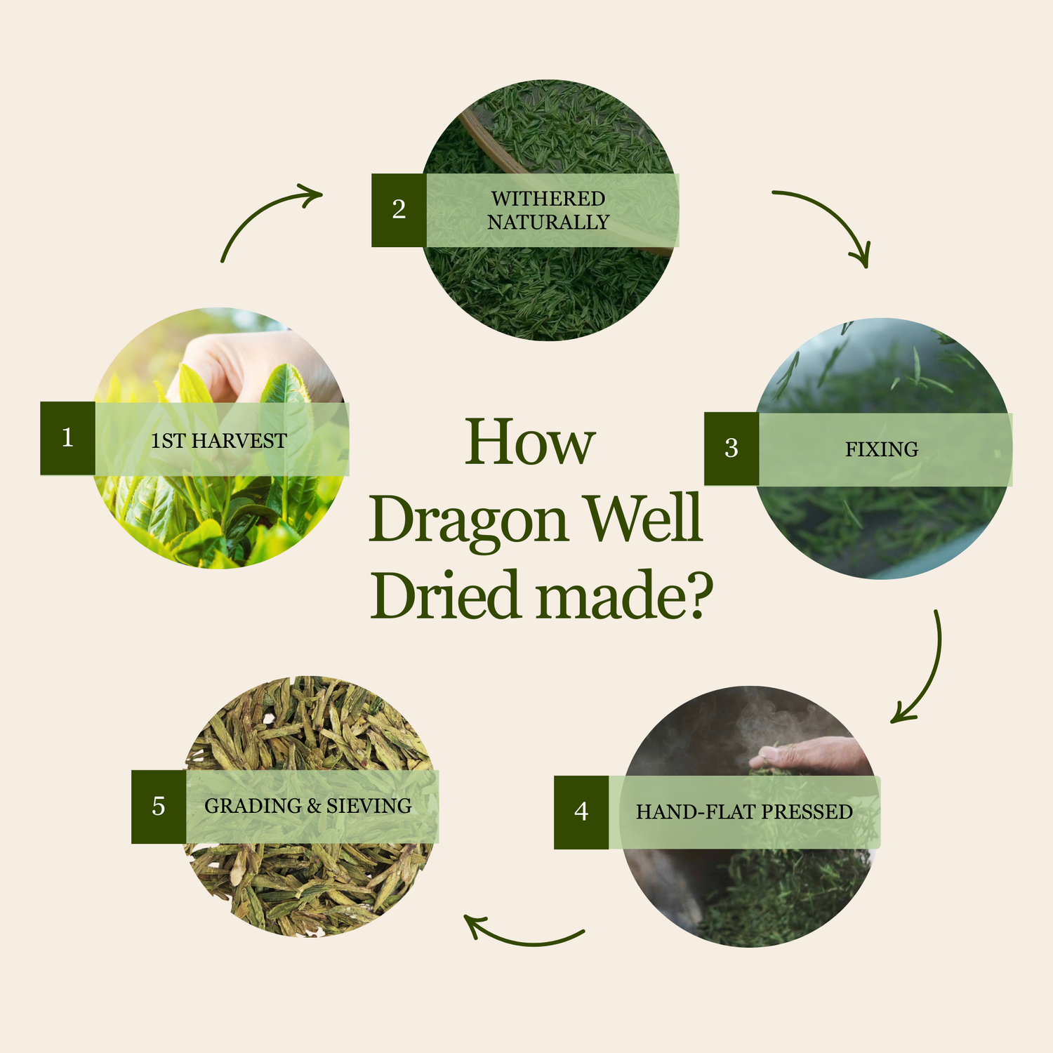 Imperial Dragon Well – Championship Tea Winner