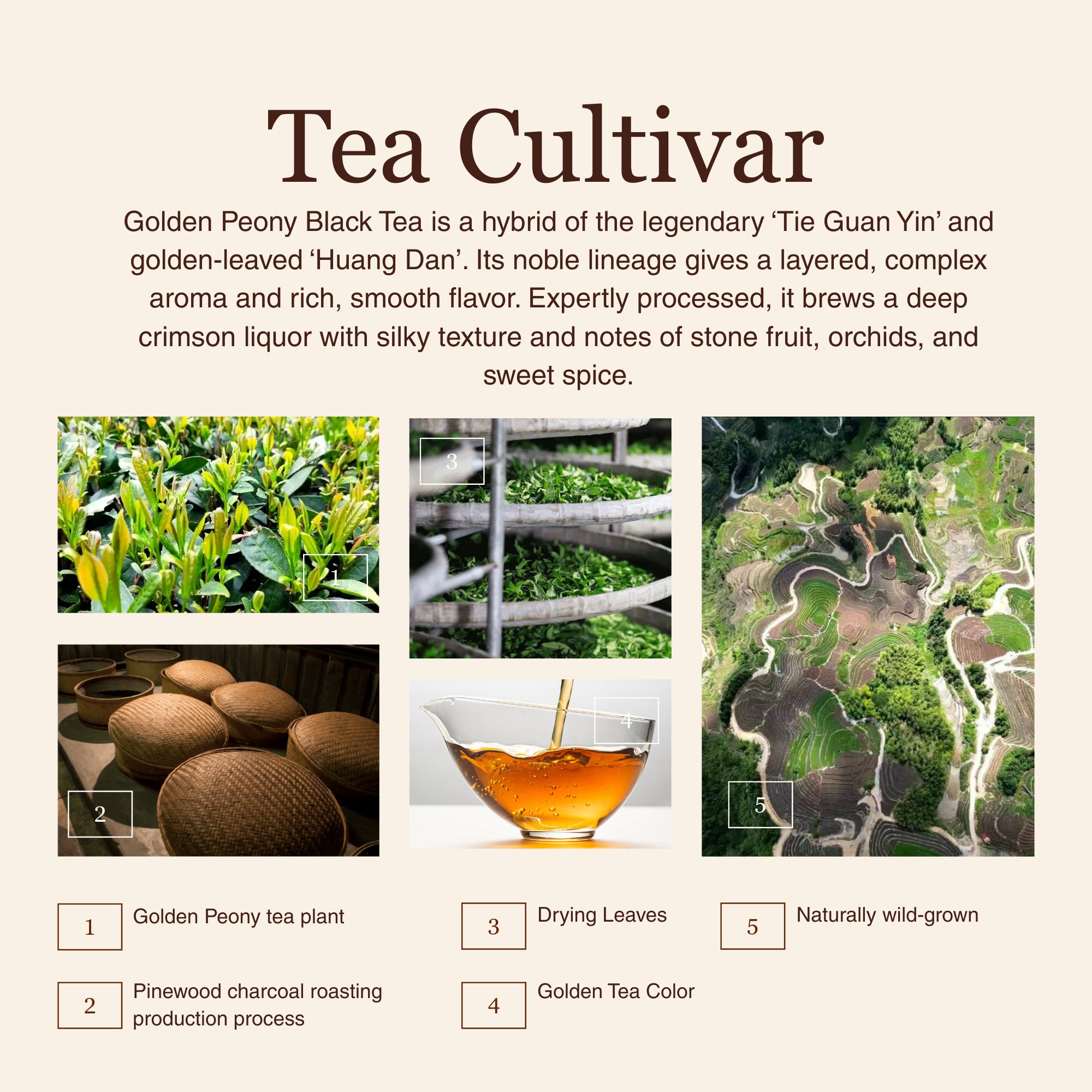 Golden Peony Black Tea – 50 g (1.8 oz)
