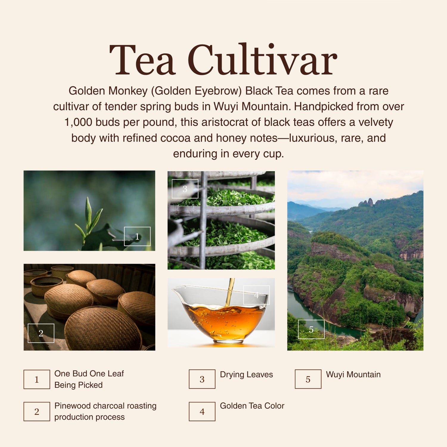 Golden Monkey Black Tea