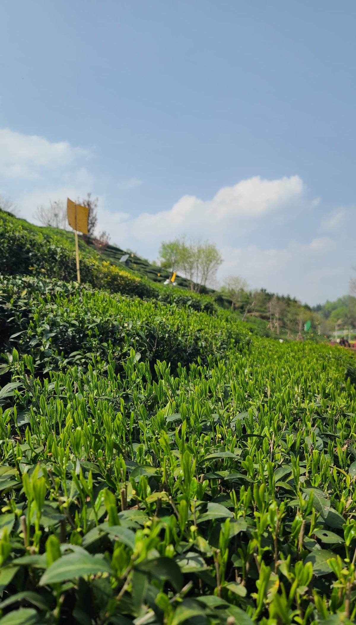 Golden Sprout Yellow Tea