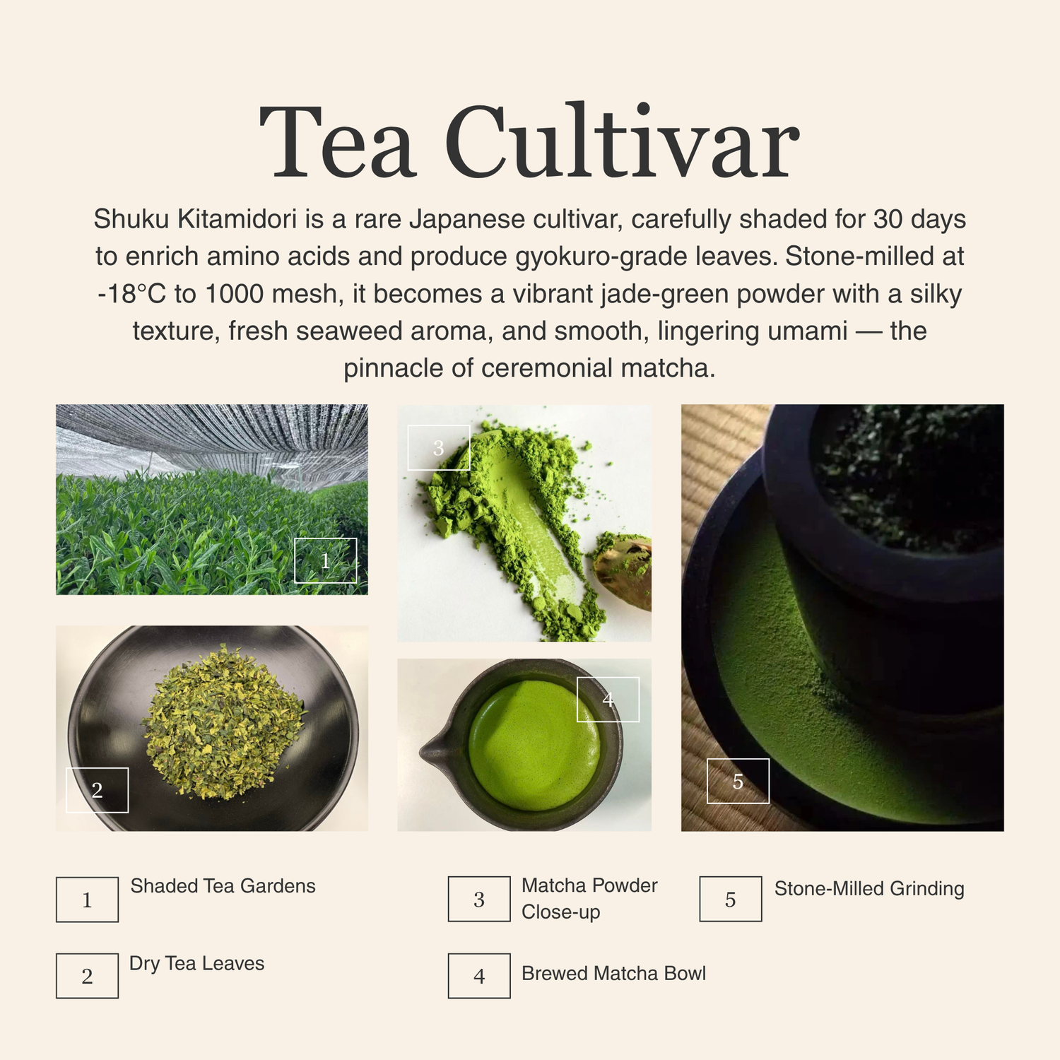 Jade Reserve Ceremonial Matcha