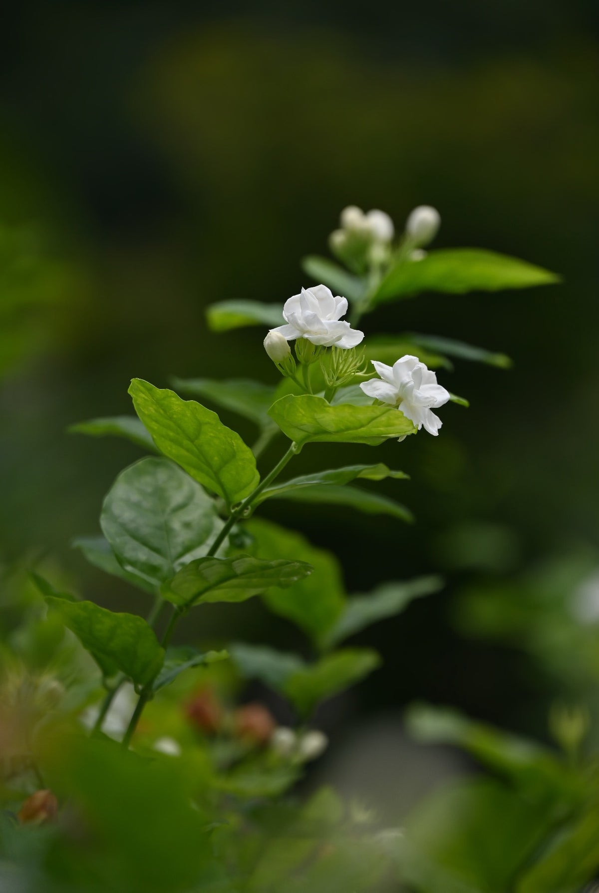 Jasmine Dragon Pearl -Supreme Strong Aroma