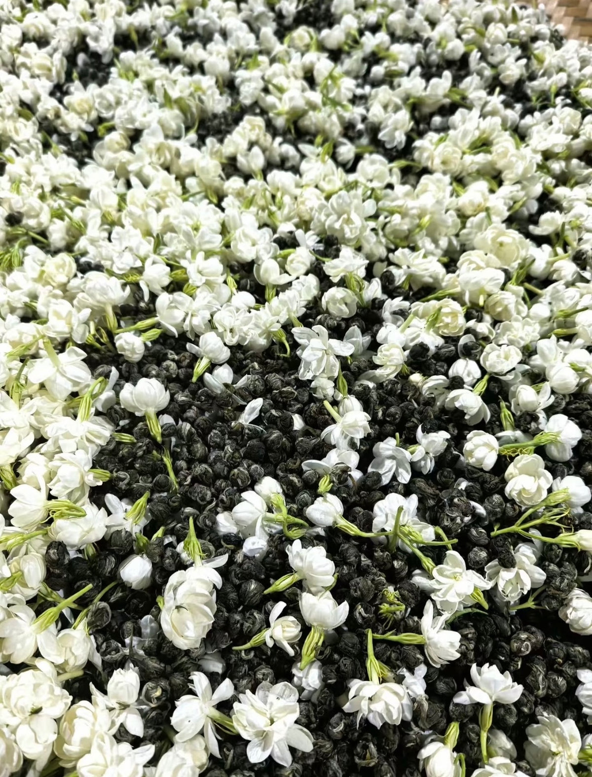 Jasmine Dragon Pearl -Supreme Strong Aroma