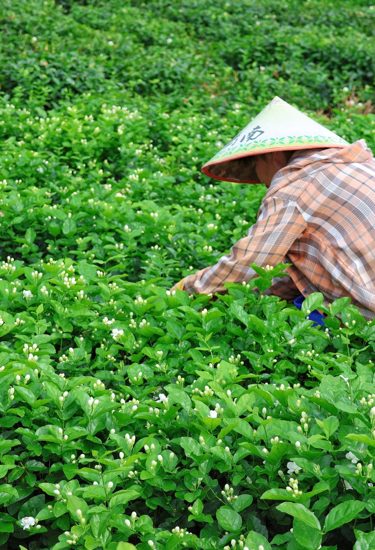 Jasmine Dragon Pearl -Supreme Strong Aroma