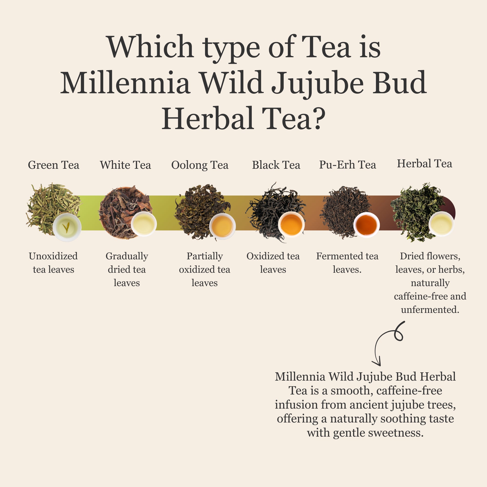 Millennia Wild Jujube Bud Herbal Tea – 50 g (1.8 oz)