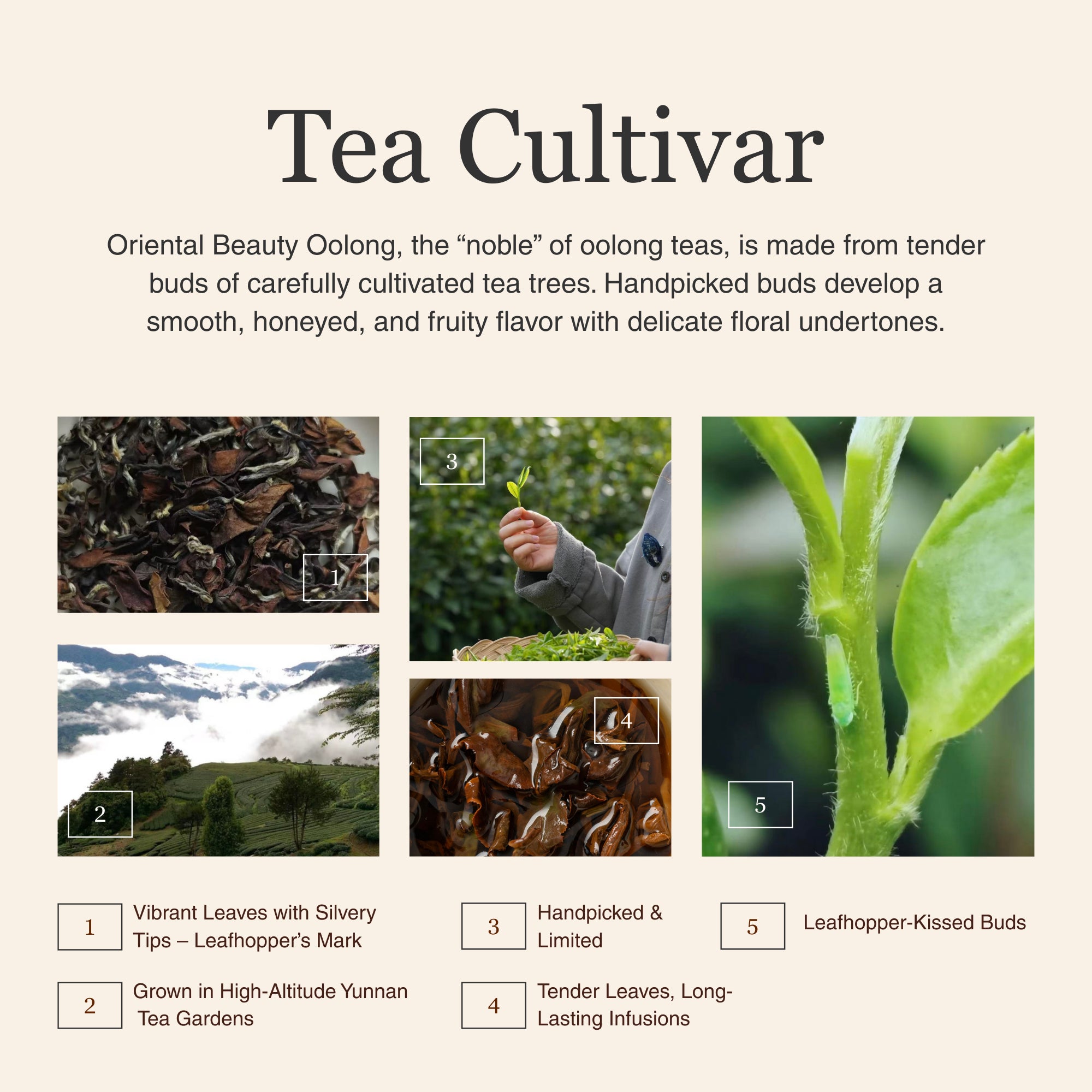 Oriental Beauty Oolong Tea
