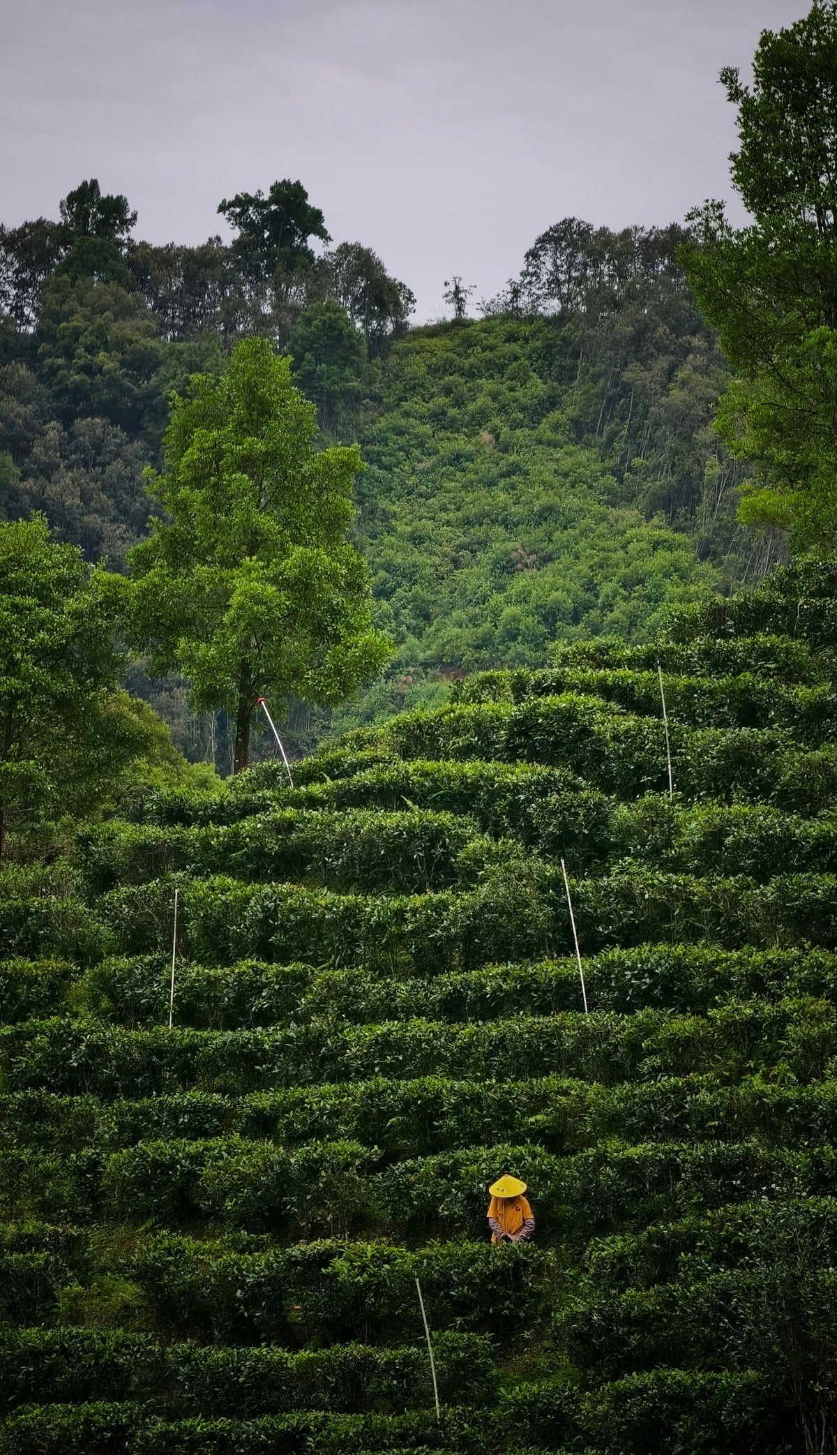 Peach Aroma Liu Bao Dark Tea