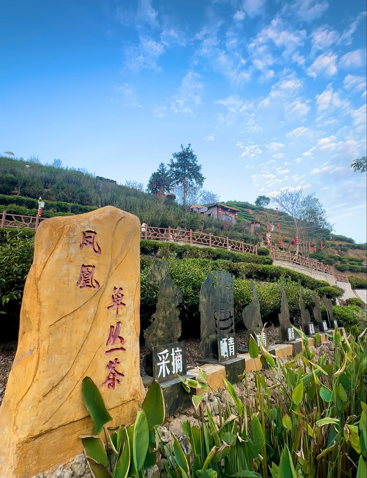 Phoenix Oolong (Ya Shi Xiang) Dan Cong
