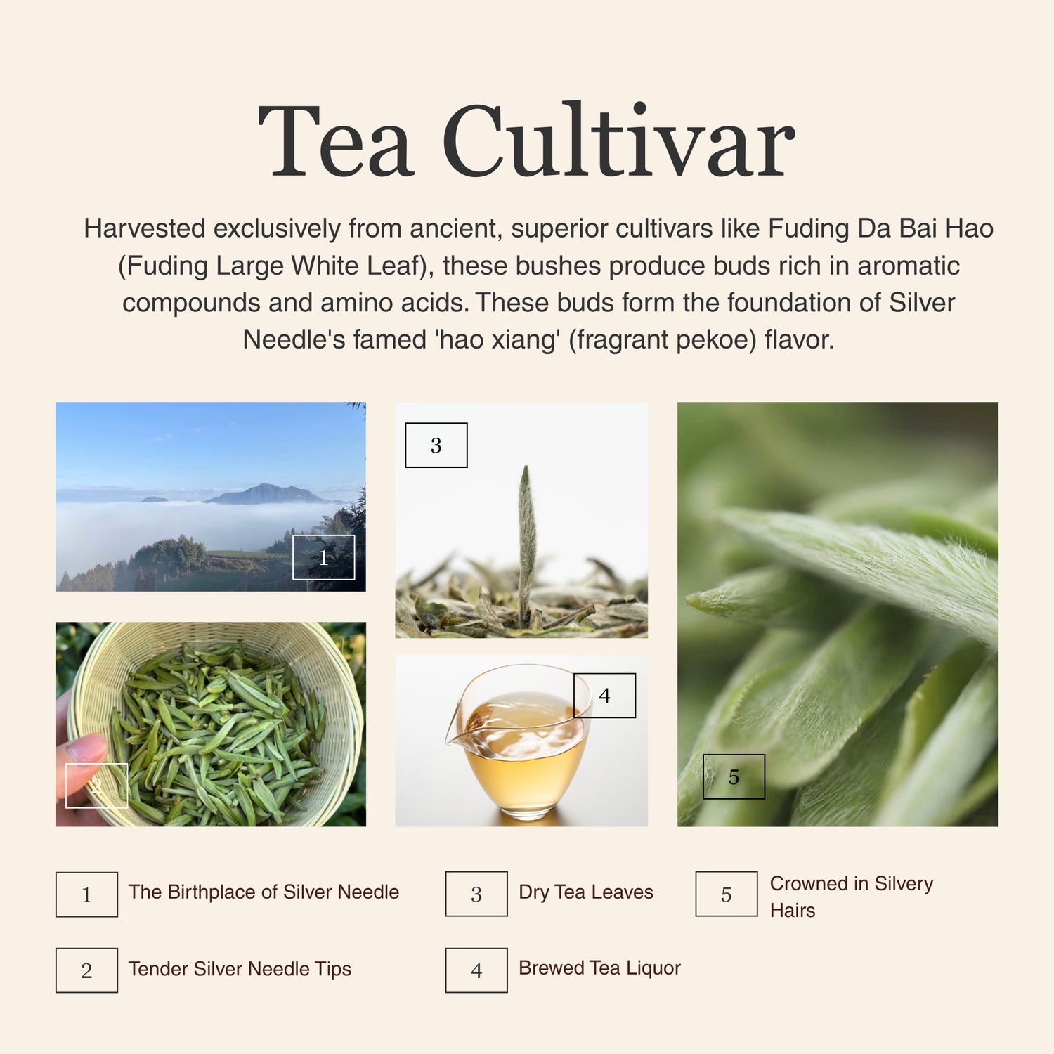 Silver Needle White Tea