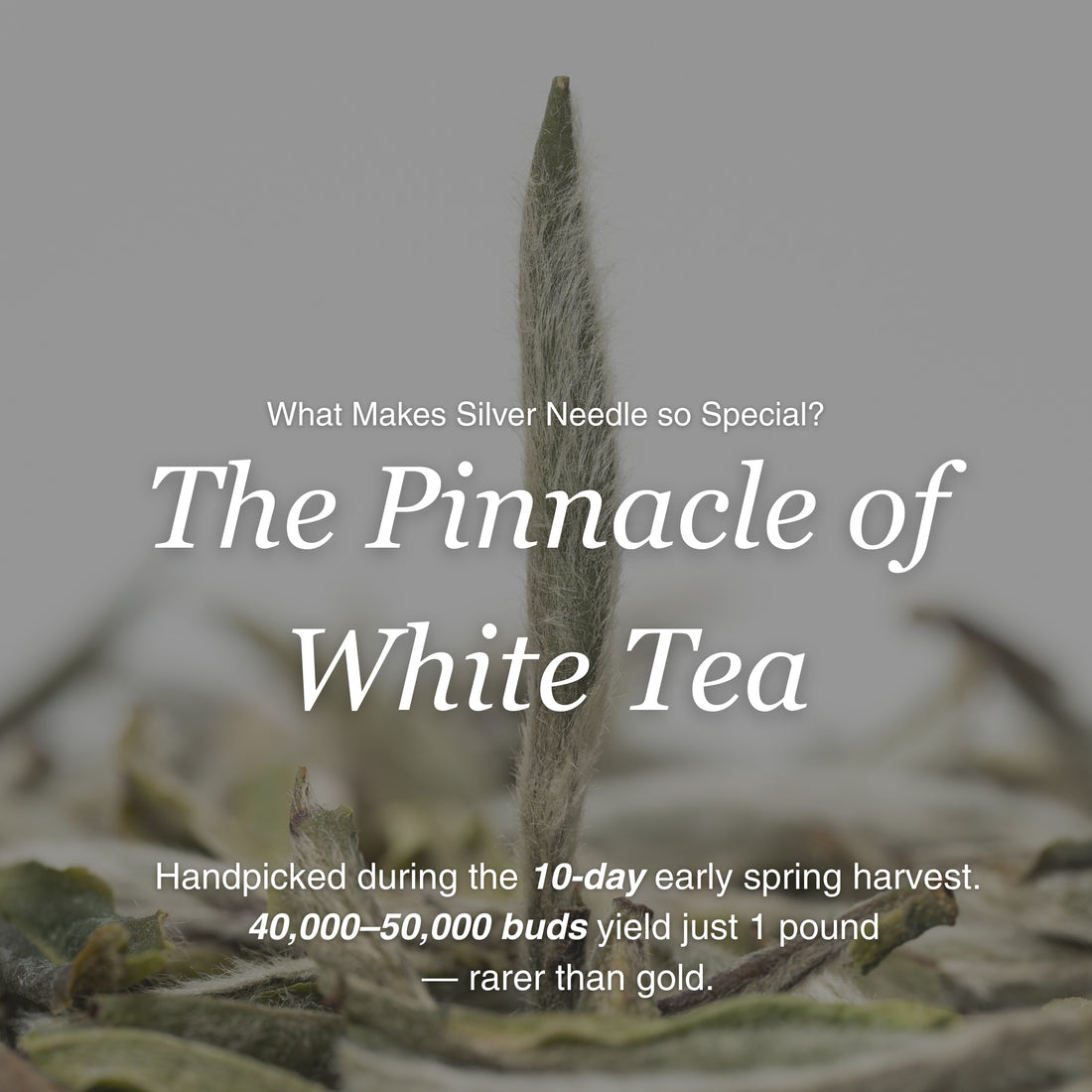 Silver Needle White Tea