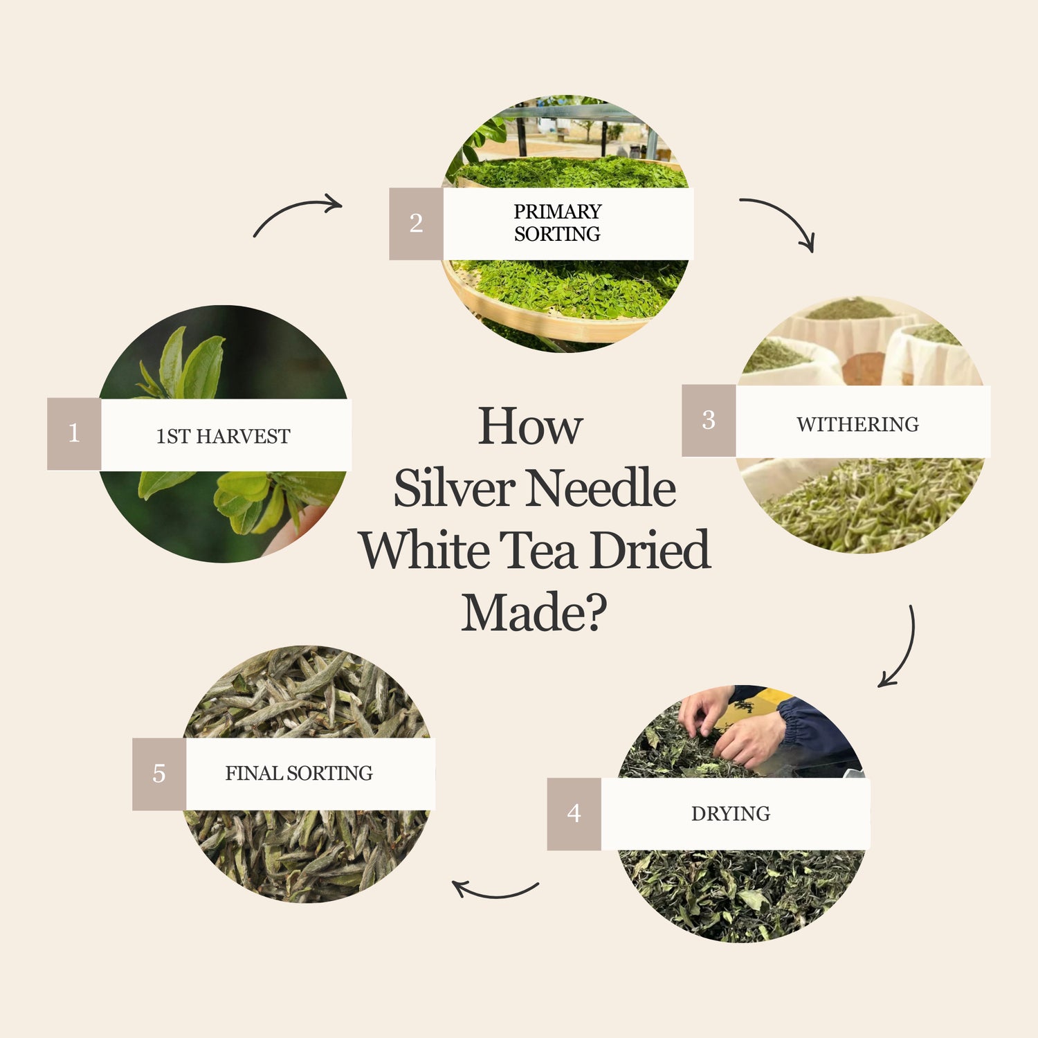 Silver Needle White Tea