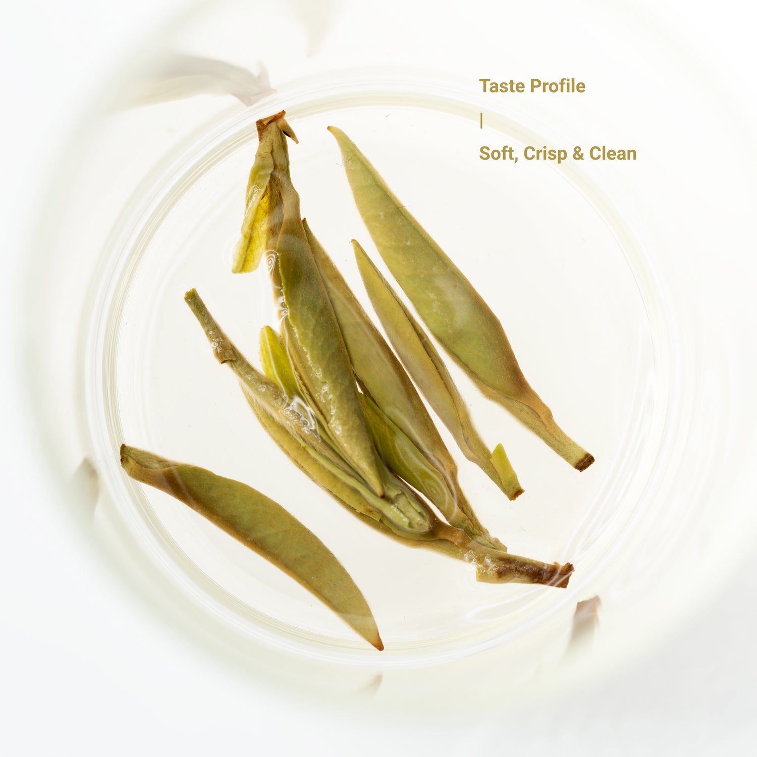 Silver Needle White Tea