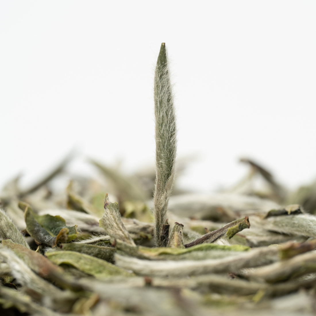 Silver Needle White Tea