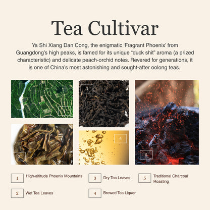 Phoenix Oolong (Ya Shi Xiang) Dan Cong