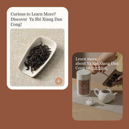 Phoenix Oolong (Ya Shi Xiang) Dan Cong