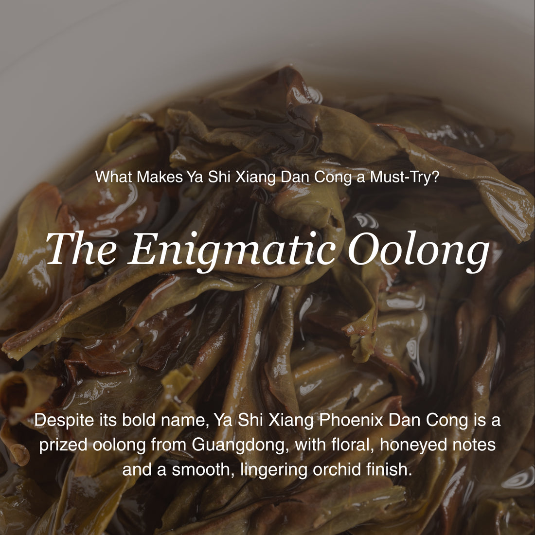 Phoenix Oolong (Ya Shi Xiang) Dan Cong