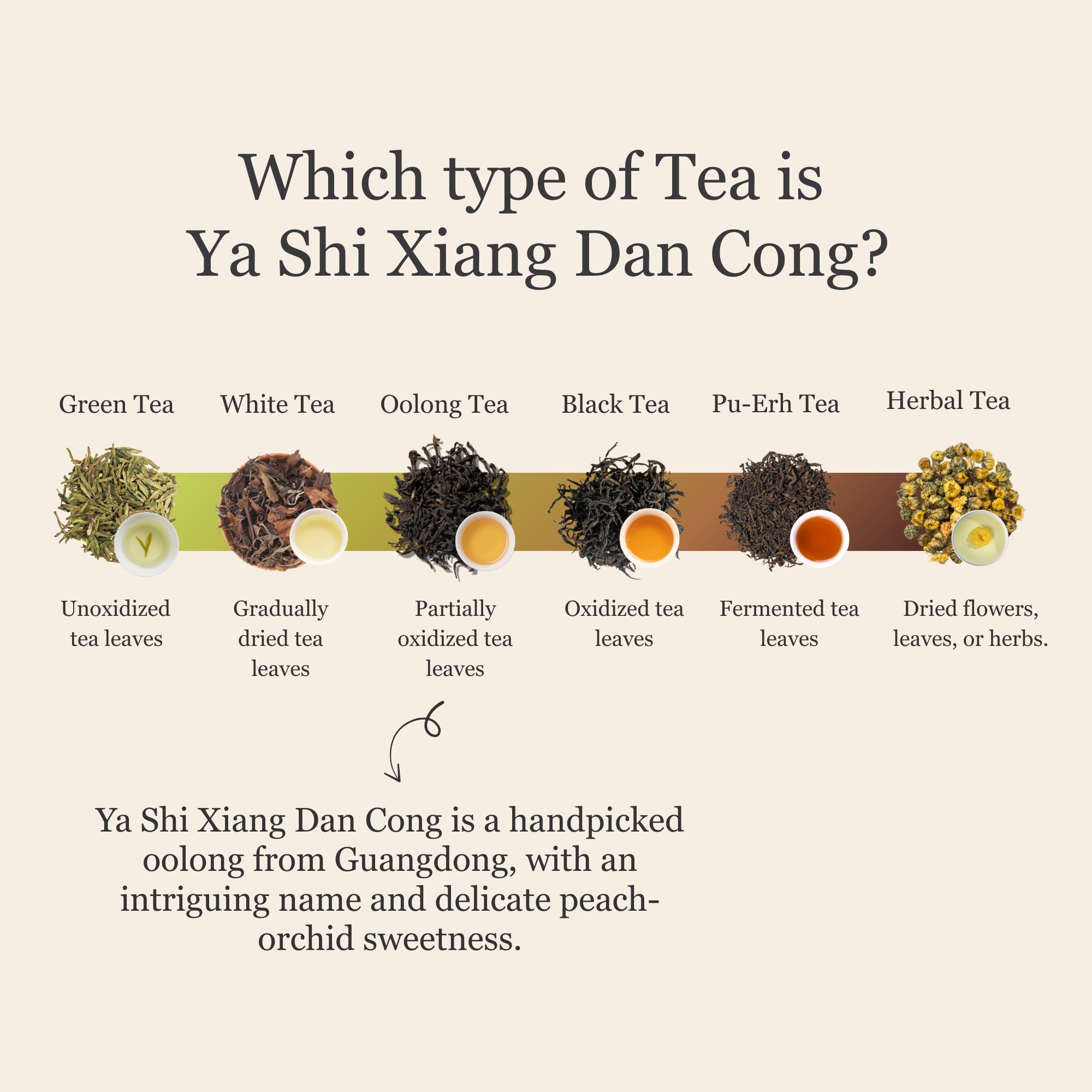 Phoenix Oolong (Ya Shi Xiang) Dan Cong