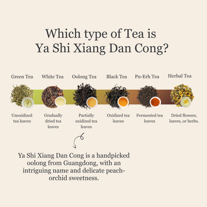 Phoenix Oolong (Ya Shi Xiang) Dan Cong