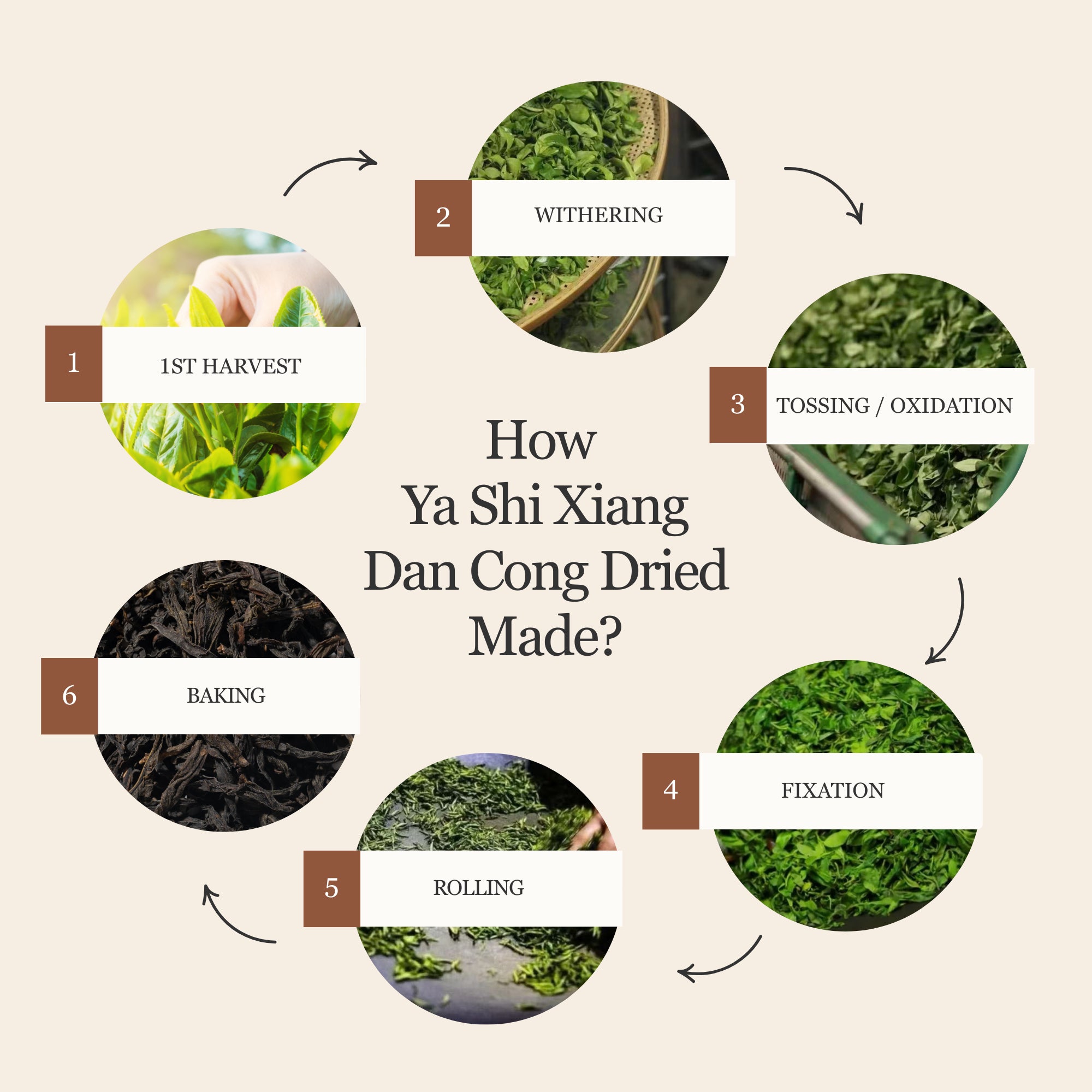Phoenix Oolong (Ya Shi Xiang) Dan Cong