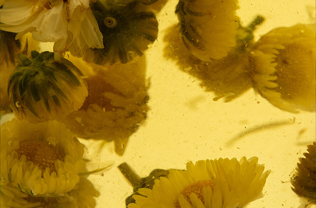 Fresh botanicals