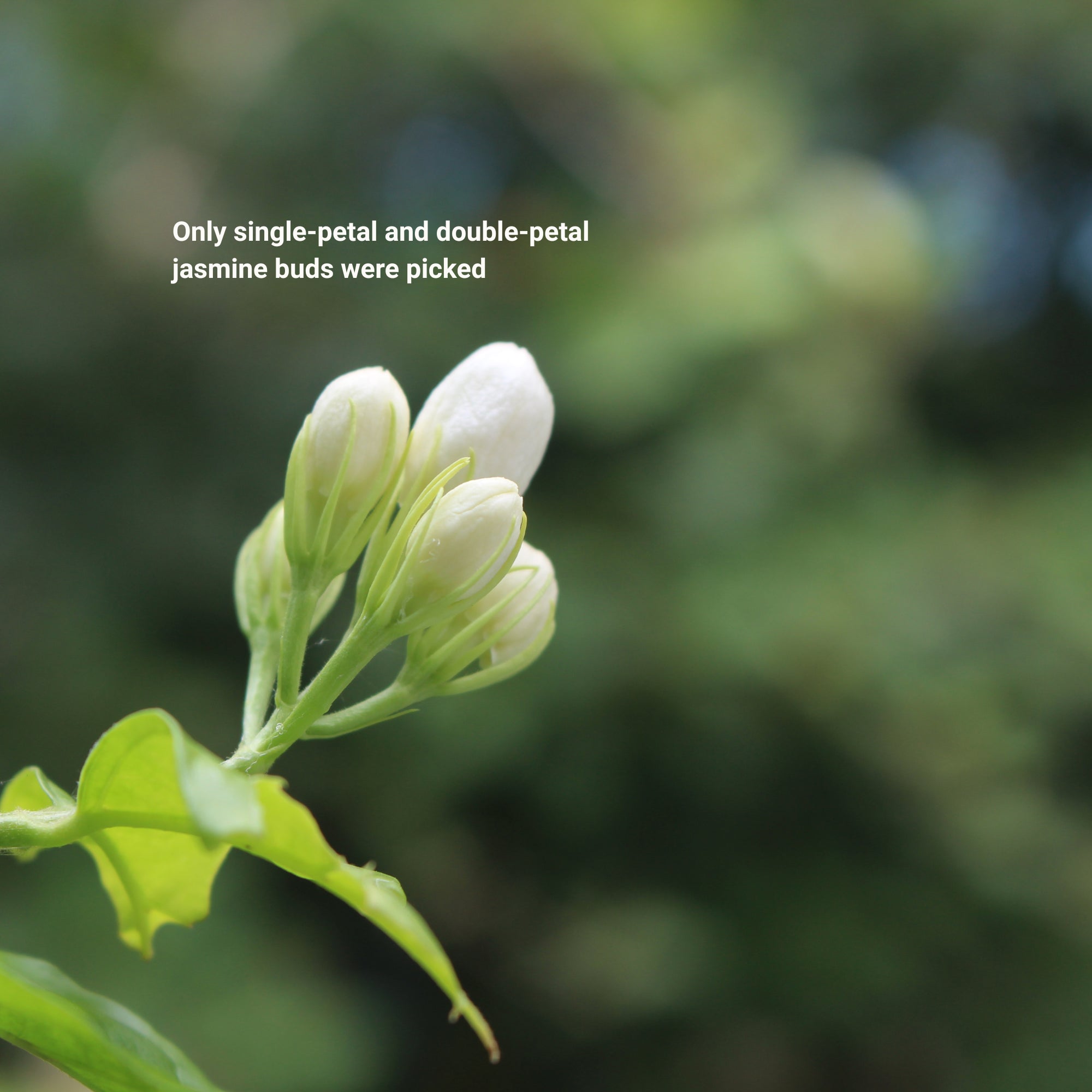 Jasmine Dragon Pearl -Supreme Strong Aroma