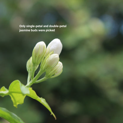 Jasmine Dragon Pearl -Supreme Strong Aroma