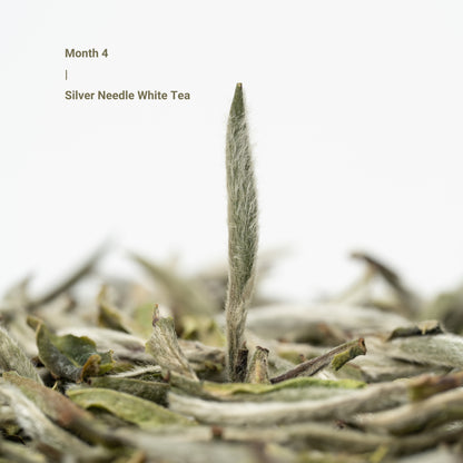 Seven Teahouse 2026 Tea Journey Membership